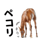 【競馬スタンプ】競走馬と騎手1（個別スタンプ：8）