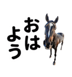【競馬スタンプ】競走馬と騎手1（個別スタンプ：21）