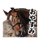 【競馬スタンプ】競走馬と騎手1（個別スタンプ：24）