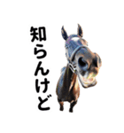 【競馬スタンプ】競走馬と騎手1（個別スタンプ：31）
