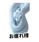 リアル白蛇ミームあけおめ改訂版（個別スタンプ：2）