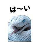 リアル白蛇ミームあけおめ改訂版（個別スタンプ：5）