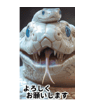 リアル白蛇ミームあけおめ改訂版（個別スタンプ：6）
