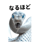 リアル白蛇ミームあけおめ改訂版（個別スタンプ：11）