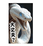 リアル白蛇ミームあけおめ改訂版（個別スタンプ：20）