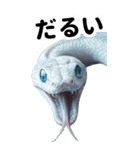 リアル白蛇ミームあけおめ改訂版（個別スタンプ：22）