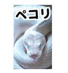 リアル白蛇ミームあけおめ改訂版（個別スタンプ：25）