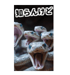 リアル白蛇ミームあけおめ改訂版（個別スタンプ：27）