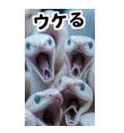 リアル白蛇ミームあけおめ改訂版（個別スタンプ：28）