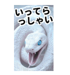 リアル白蛇ミームあけおめ改訂版（個別スタンプ：30）