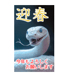 リアル白蛇ミームあけおめ改訂版（個別スタンプ：36）