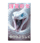 リアル白蛇ミームあけおめ改訂版（個別スタンプ：38）