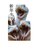 リアル白蛇ミームあけおめ改訂版（個別スタンプ：39）