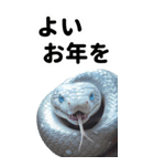 リアル白蛇ミームあけおめ改訂版（個別スタンプ：40）
