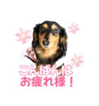 Love＆Sara3（個別スタンプ：8）