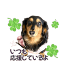 Love＆Sara3（個別スタンプ：16）