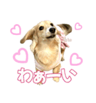 Love＆Sara3（個別スタンプ：30）