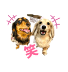 Love＆Sara3（個別スタンプ：33）