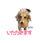Love＆Sara3（個別スタンプ：38）