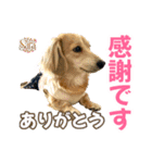 Love＆Sara3（個別スタンプ：40）