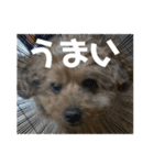 かわいいジェ4（個別スタンプ：1）