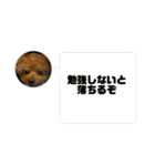 かわいいジェ4（個別スタンプ：6）