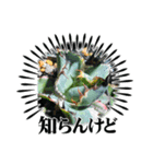 神戸竜舌会スタンプ No．1（個別スタンプ：7）