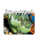 神戸竜舌会スタンプ No．1（個別スタンプ：8）
