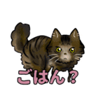 みんなの可愛い猫さん（個別スタンプ：3）