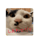ちょろといっしょ（個別スタンプ：1）