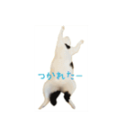 ちょろといっしょ（個別スタンプ：2）