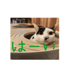 ちょろといっしょ（個別スタンプ：4）
