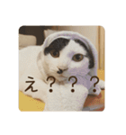 ちょろといっしょ（個別スタンプ：5）