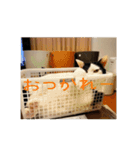 ちょろといっしょ（個別スタンプ：7）