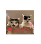 ちょろといっしょ（個別スタンプ：8）