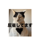 ちょろといっしょ（個別スタンプ：12）