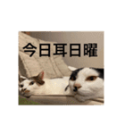 ちょろといっしょ（個別スタンプ：13）