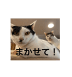 ちょろといっしょ（個別スタンプ：14）