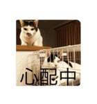ちょろといっしょ（個別スタンプ：15）