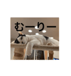 ちょろといっしょ（個別スタンプ：16）