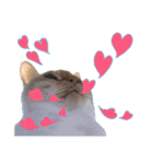 kawaii3cats.（個別スタンプ：8）