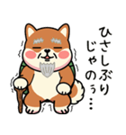 カメ柴#あると助かる！あいさつスタンプ（個別スタンプ：20）