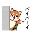 カメ柴#あると助かる！あいさつスタンプ（個別スタンプ：35）