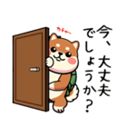 カメ柴#あると助かる！あいさつスタンプ（個別スタンプ：38）