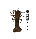 生き物シリーズ:伊勢海老2（個別スタンプ：1）