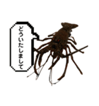 生き物シリーズ:伊勢海老2（個別スタンプ：7）