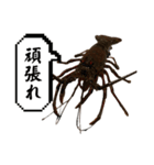 生き物シリーズ:伊勢海老2（個別スタンプ：8）