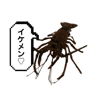生き物シリーズ:伊勢海老2（個別スタンプ：9）
