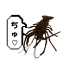 生き物シリーズ:伊勢海老2（個別スタンプ：10）