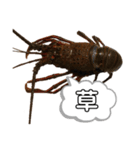 生き物シリーズ:伊勢海老2（個別スタンプ：12）